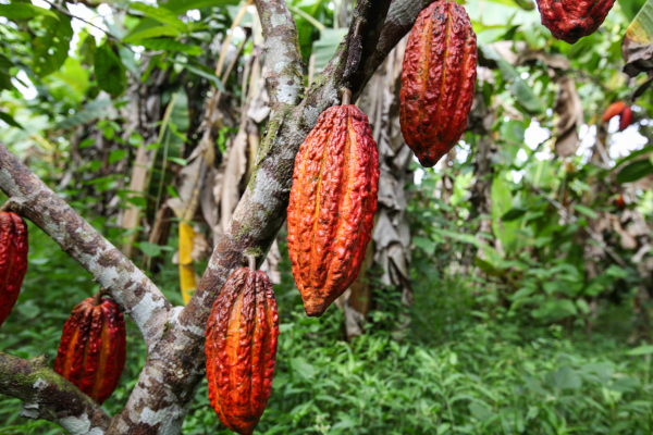 A Kakaófa